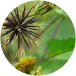 金银花 金银花
