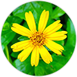 野菊花 野菊花